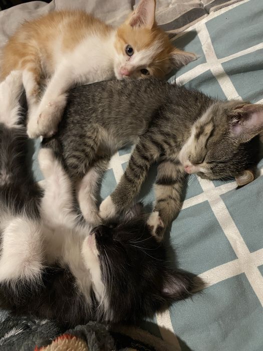 Котетя 2штук 2 месячные