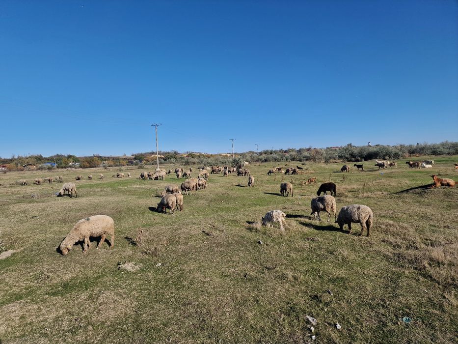 Vând 100 oi de ținut+30 capre cu lapte