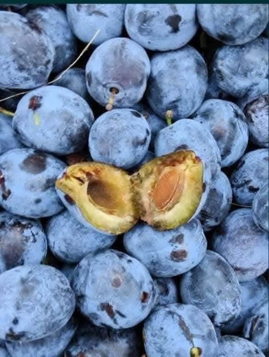 Vând prune de țuică stanley, direct din livadă proprie,