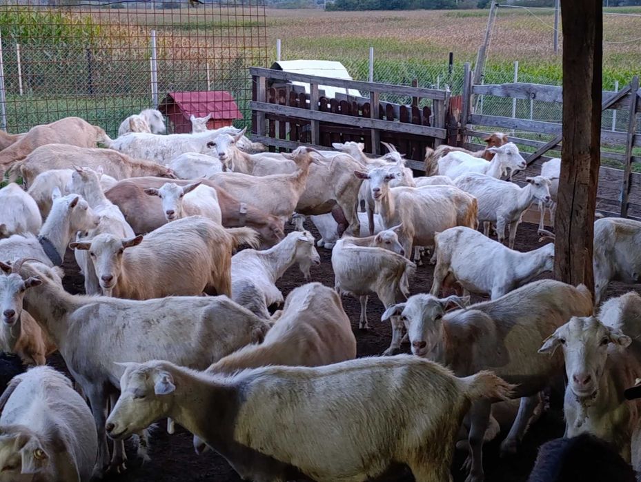 Capre  Saanen și metis