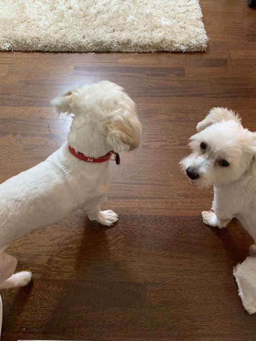 Cazare animale de companie