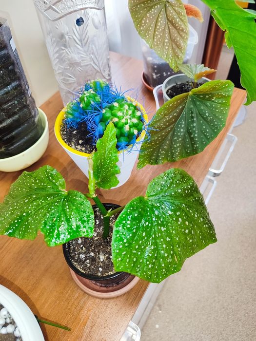 Комнатные цветы.