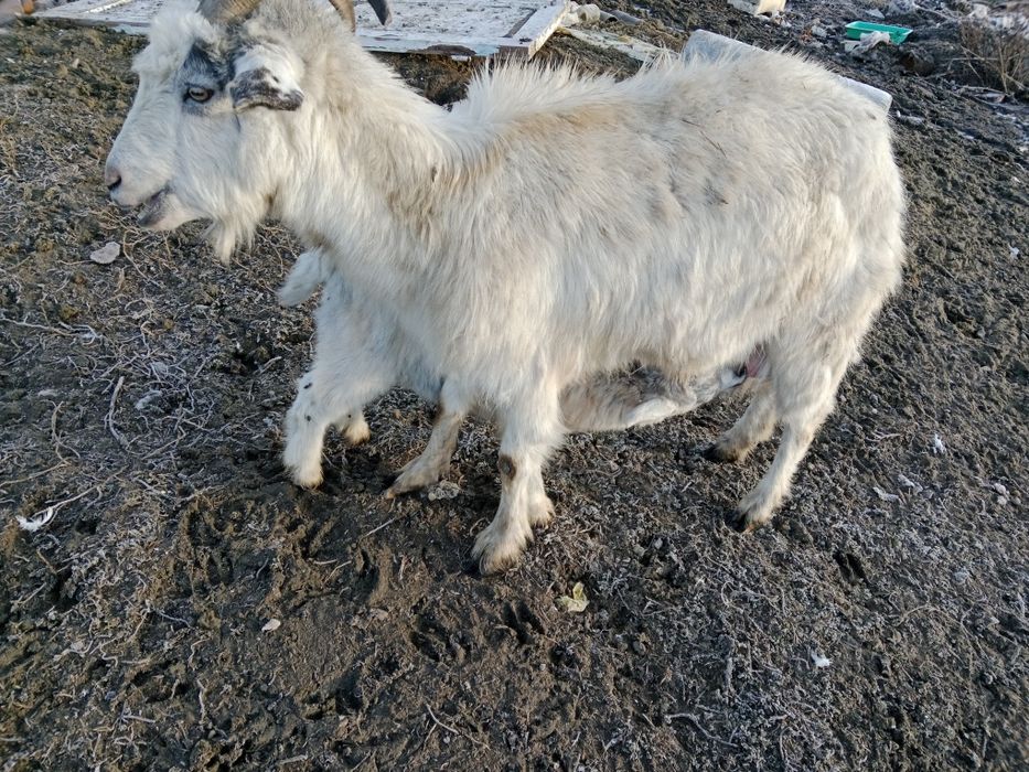 Продам козу с козлятами