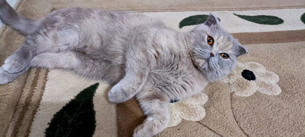 Сотилади Скоттиш фолд