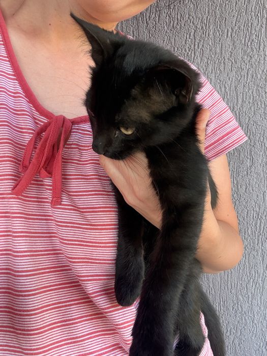 Donez 2 pisicute (un motanel si o pisica frati)