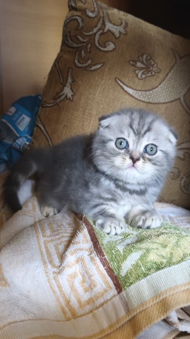 Шотландские котята