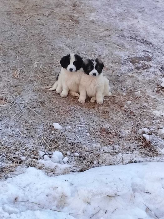 Catei ciobănești de talie mare