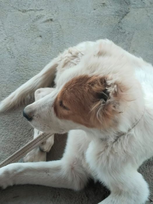 Төбет сатылады 4айлық