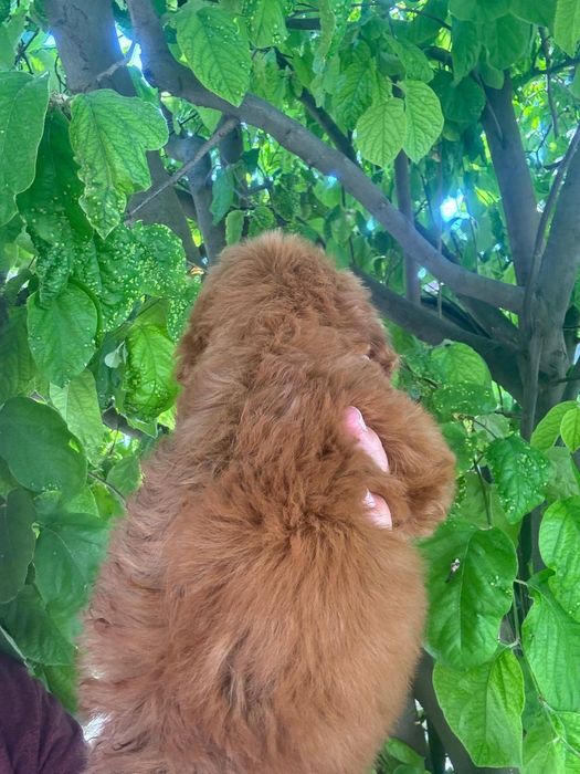 Puddel Toy Red Brown cu carnet de sănătate