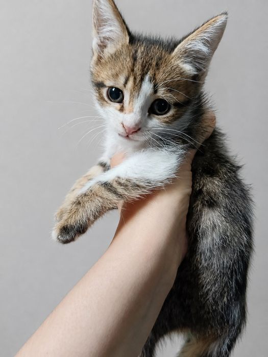 Отдам котят мальчиков