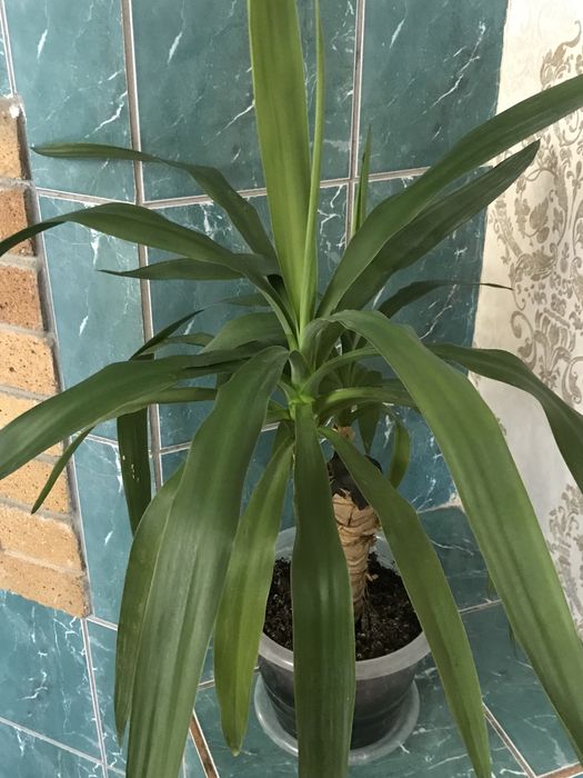 Продам Комнатные цветы