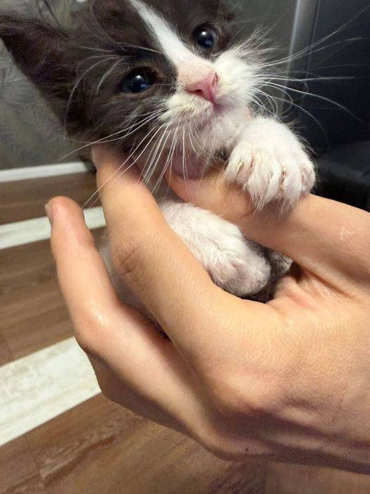 Подарявам котенце