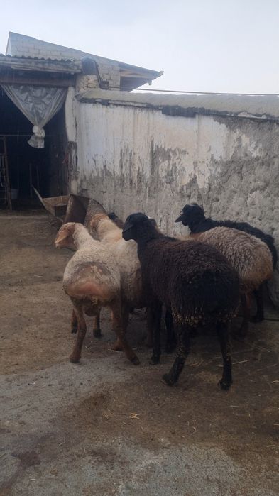 Quchqor sòyib beriladi 105 ming sòmdan kg