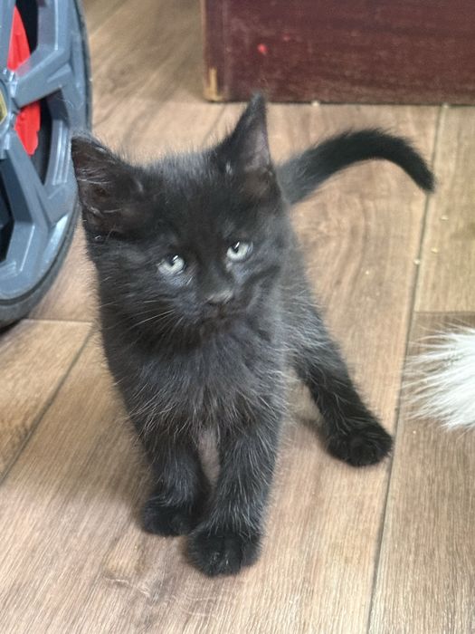 Черный котик, 1,5 месяца, приучен к лотку, добрый и игривый.
