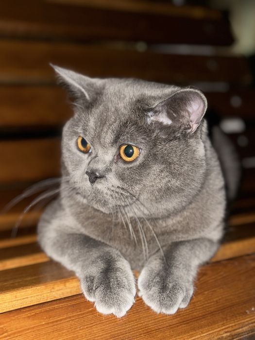 british fold mushuk vyaskaga