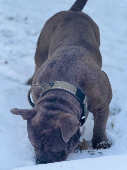 American Bully Merle
