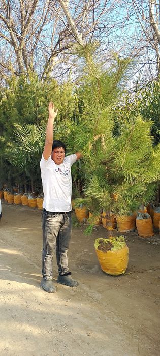 Qirim archalar ham bor