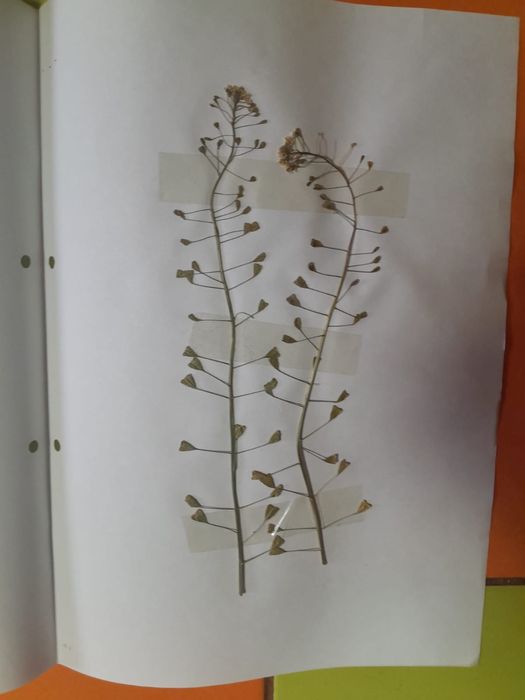 Ierbar 40 plante