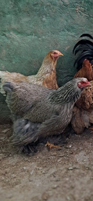 Oua gaini rasa brahma + gaini alte rase.