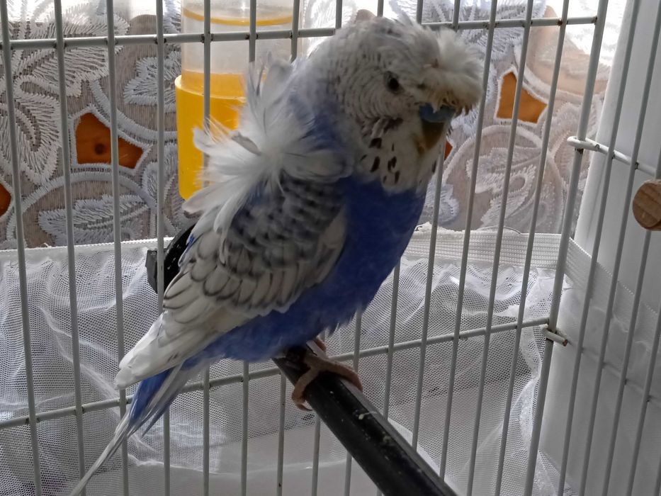 Perusi Hagoromo japonezi elicopter si standard inelați