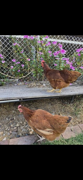 Тухимни  сифатлиги