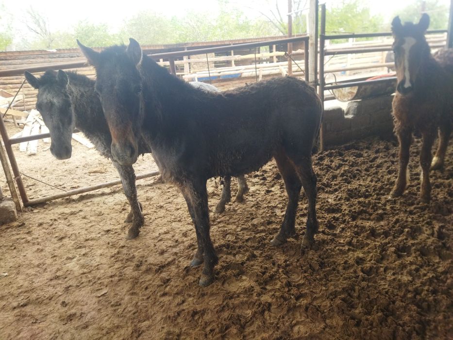 Семиз таи баитал сатылады бордакы