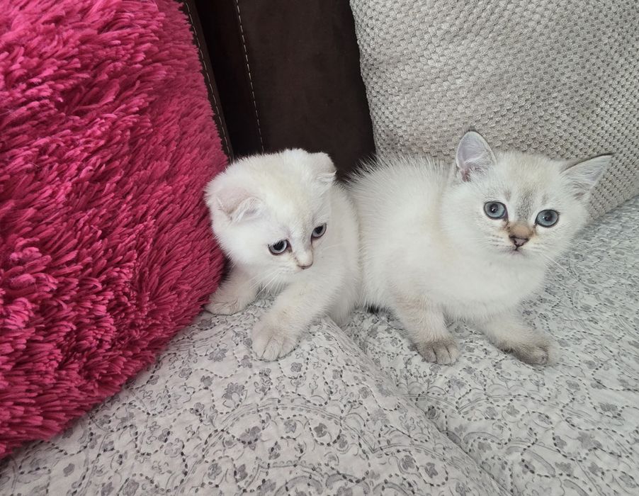 Британски котенца