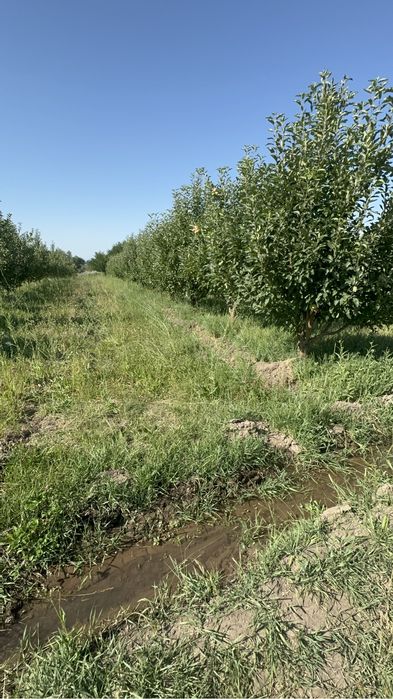 Сад яблоневый плодоносящий