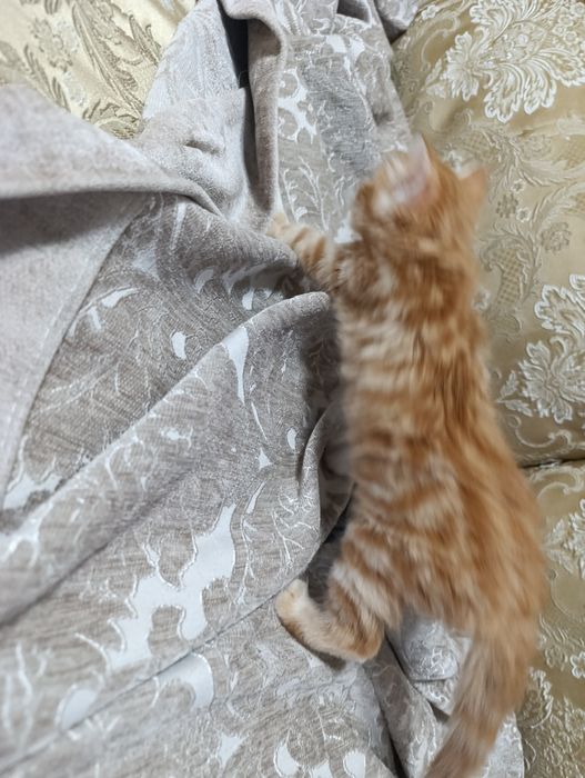 Котята отдам в добрые руки