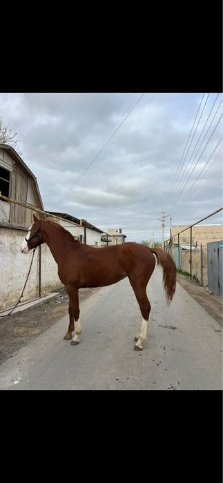 Продется лошадь