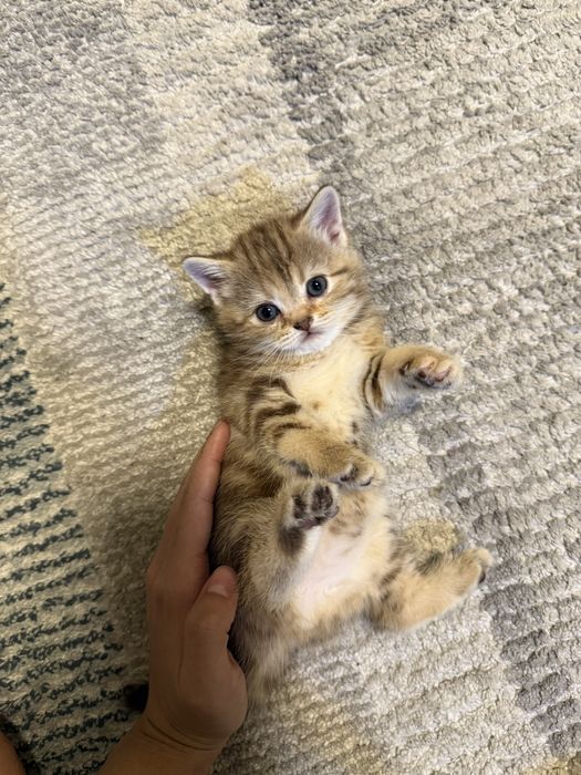 Шотландские котята на продажу