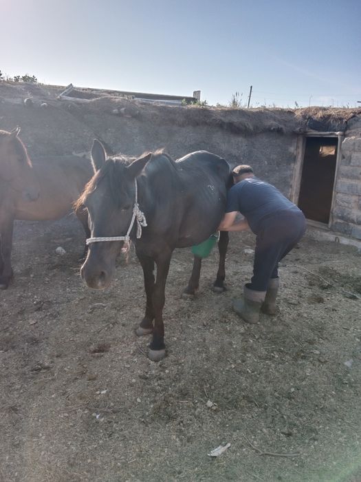 Сауынды бие сатылады