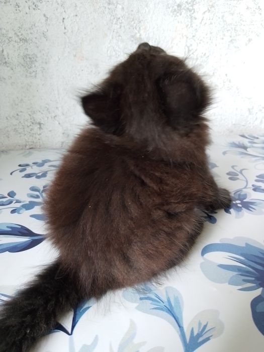 Котенок мальчик. Сибирский