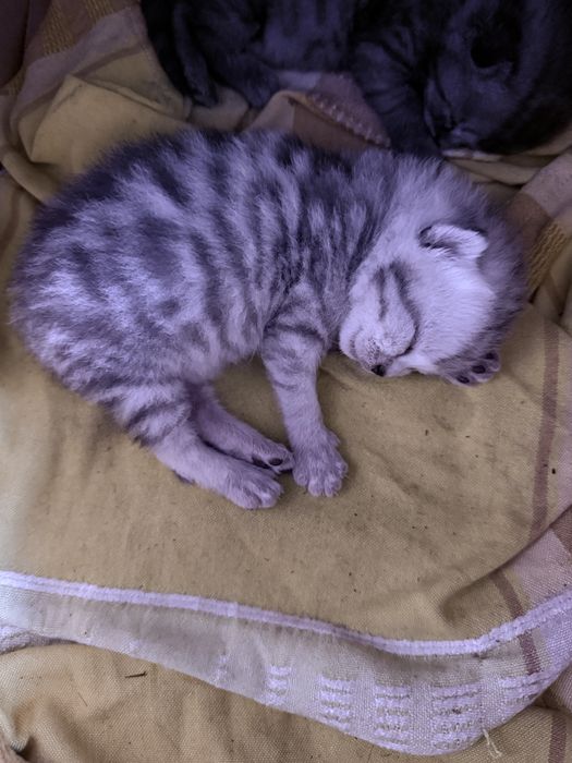 Котята вислоухие