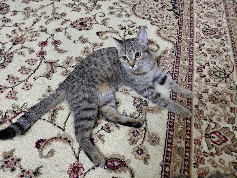 Кошечка 8 месяцев