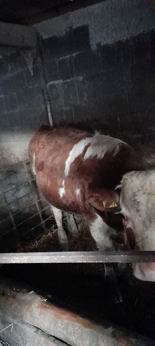 Vând tãuraś aprox.330 kg