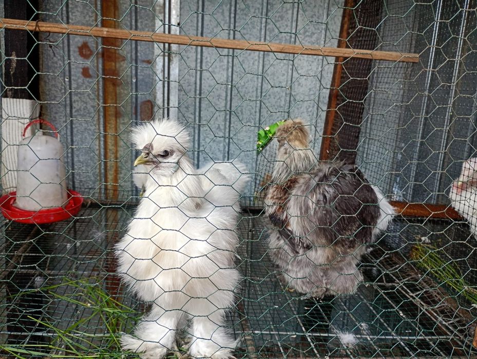 Silkie, mătase japoneză !