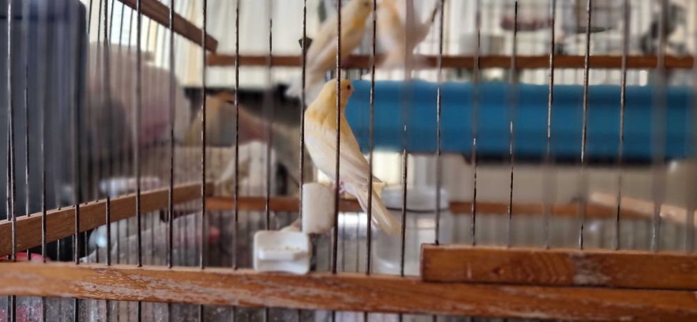 Три молодых самца канарейки от красного и белого мозаика