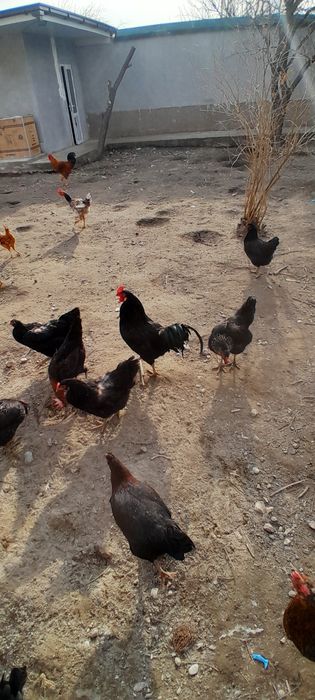 Хонаки товуқ тухумлари. Тухум