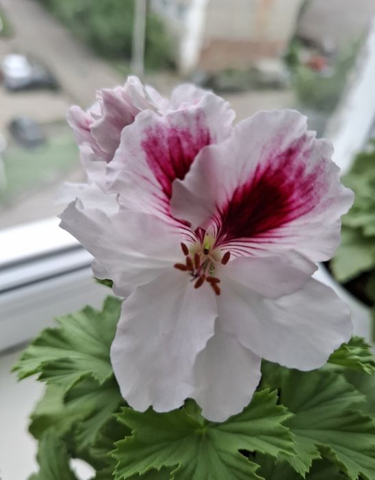 Продам комнатные цветы .