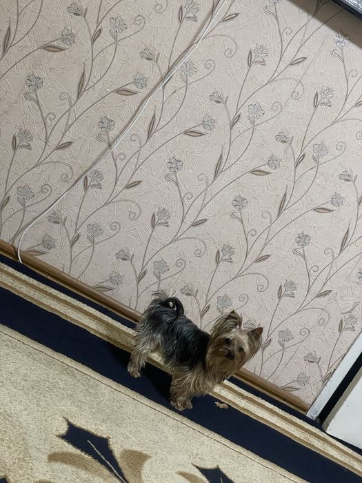 Йорк мини девочка,вязка