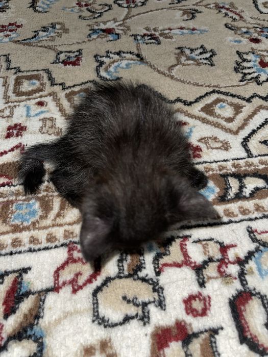 Котята мальчики месяц серый и черный