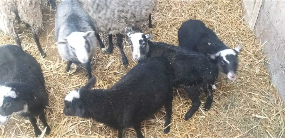 Vând Oi/Miei din Rasa Romanov