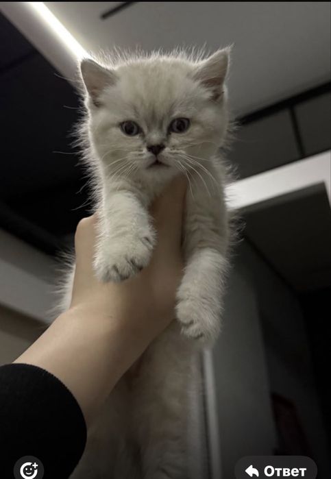 Британский котенок мальчик 3 месяца