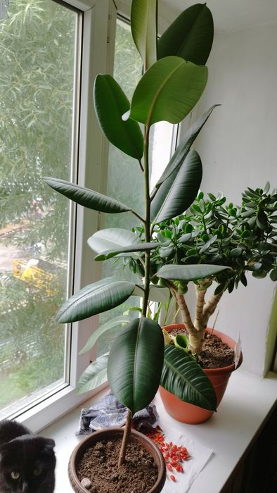 Фикус каучуконостный