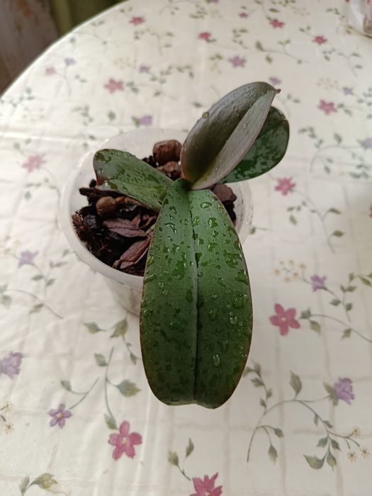 Молодая орхидея .