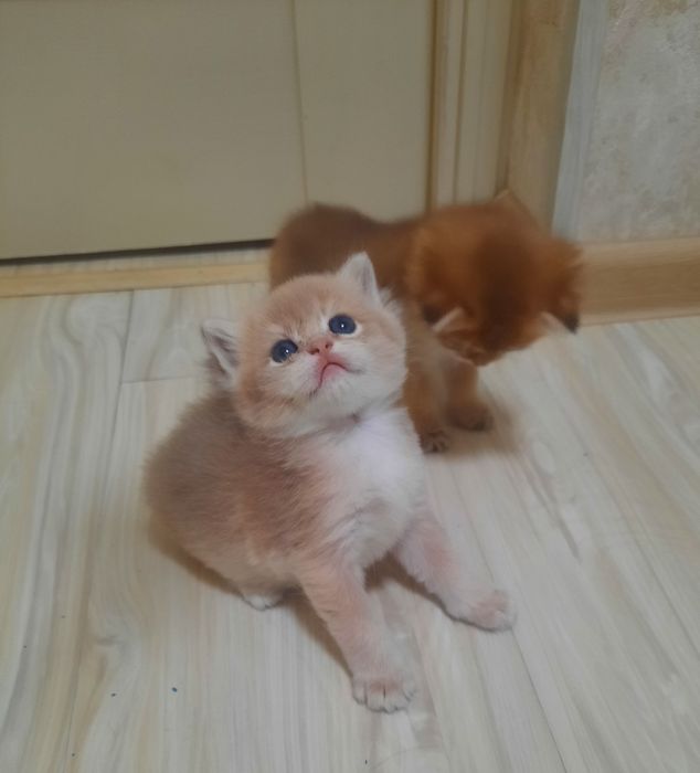 Продаются британские котята,золотые шиншиллы