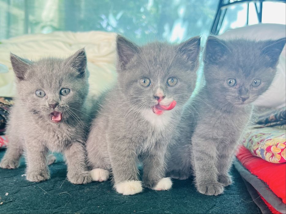СРОЧНО!!Продается котята последняя фото мамы