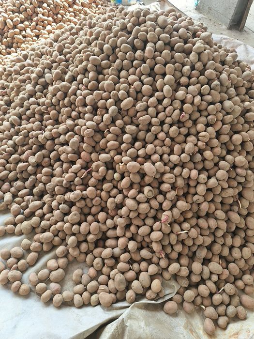 Cartofi de sămânță!