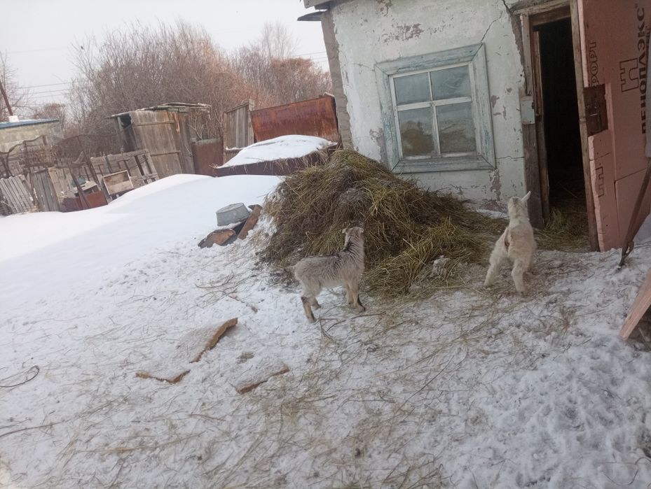 Продам коз дойных3головы